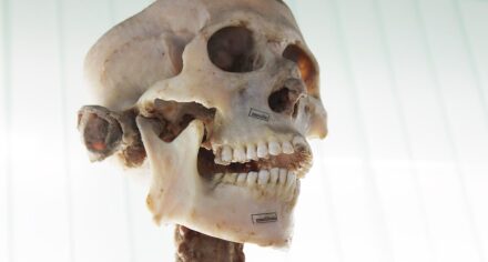 Музей пластинации КГМА